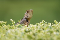 Lepojester pestry - Calotes versicolor - Oriental Garden Lizard o3291